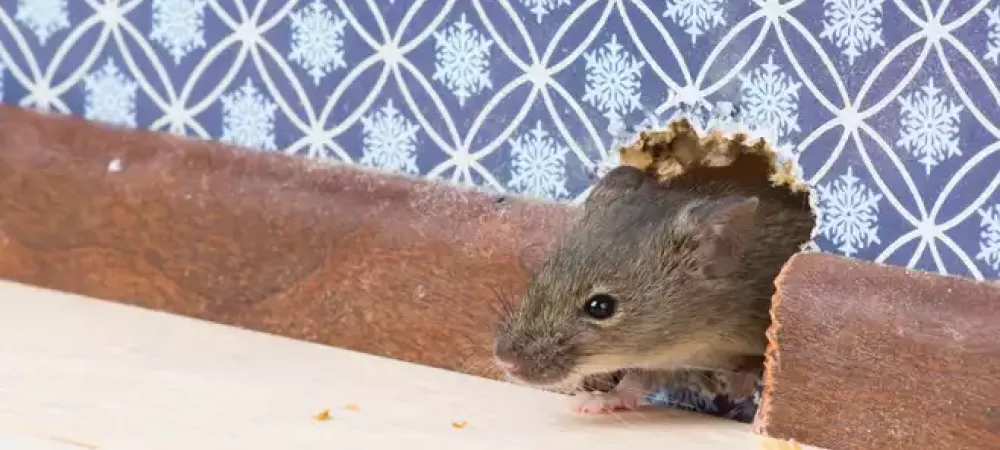A mouse living in the wall of a house