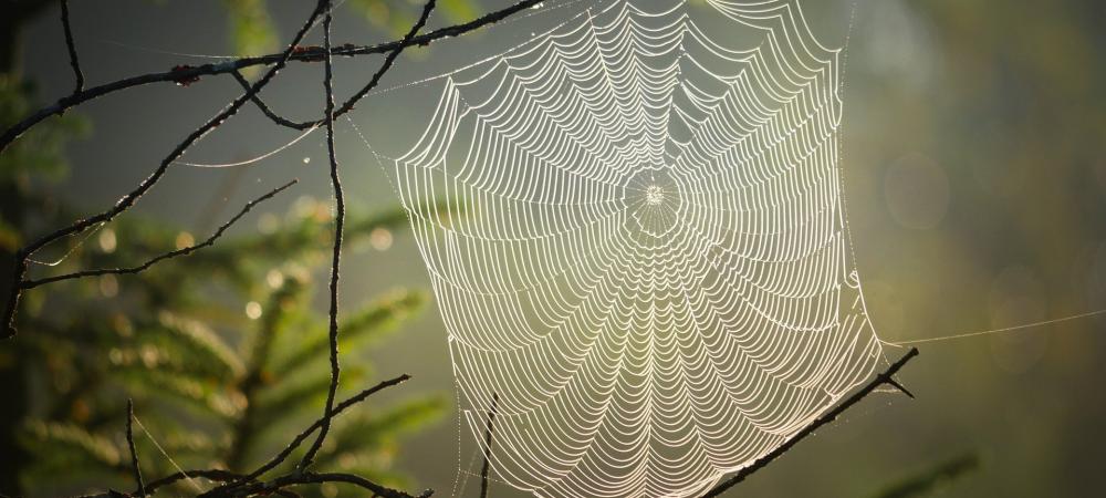 A spider web