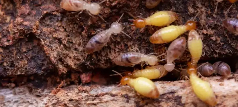 Swarming termites