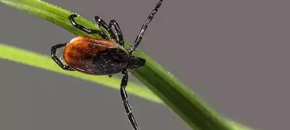A tick on a blade of grass