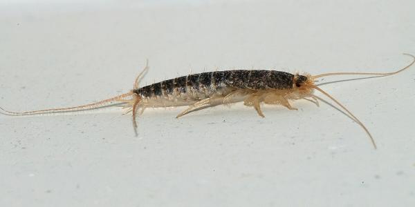 A silverfish