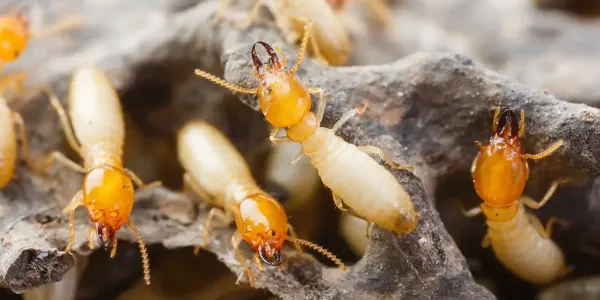 termite swarm