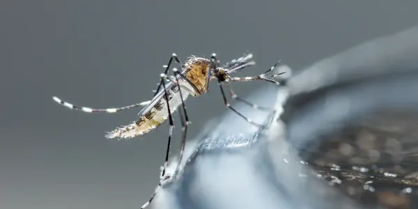 Mosquito drinking water
