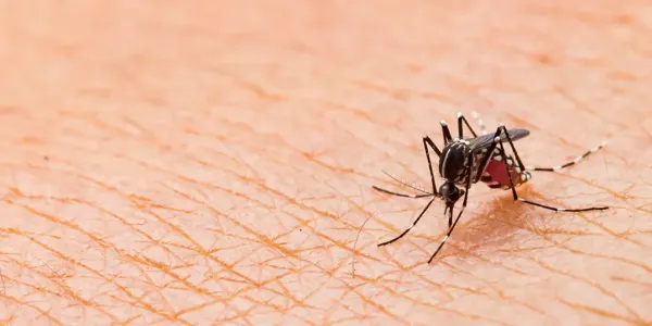 a mosquito biting