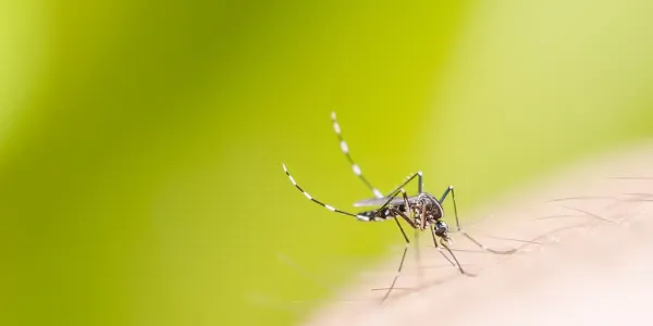 Mosquito biting a person