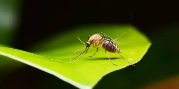 a mosquito on a green leaf