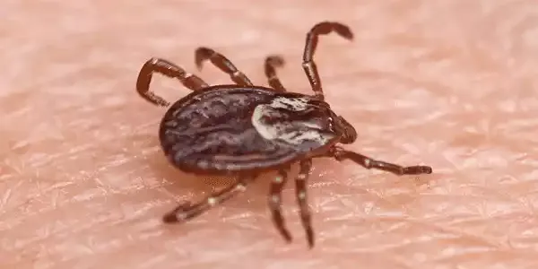 An American Dog Tick