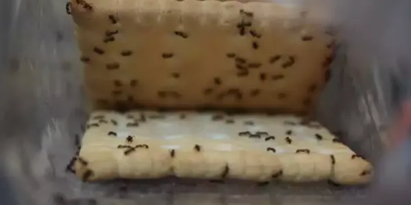 Odorous ants on crackers