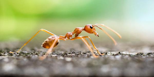 A fire ant
