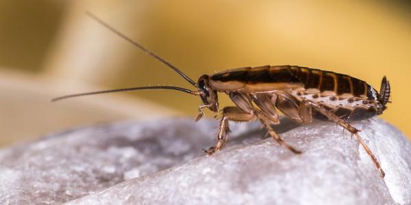 A German cockroach