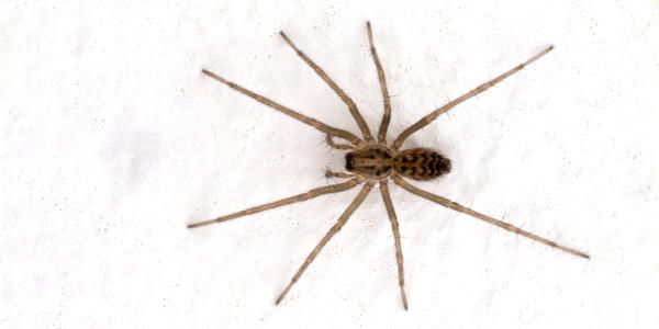 common house spider