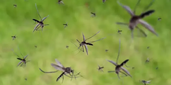Mosquitoes in flight