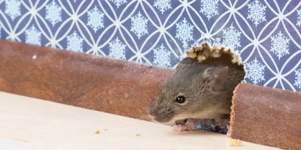 A mouse living in the wall of a house