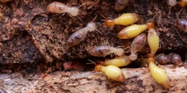 Swarming termites