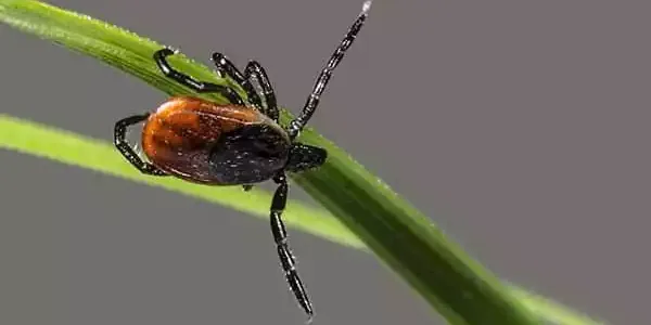 A tick on a blade of grass