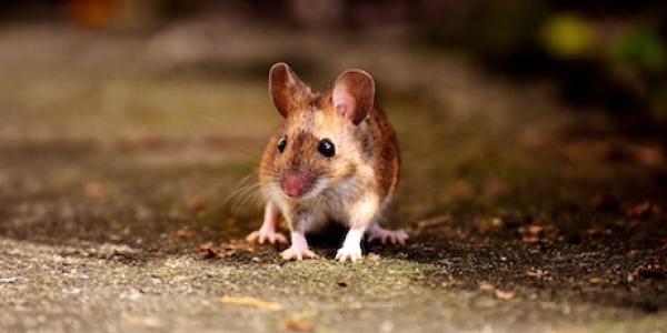 House Mouse