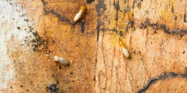 termites-crawling-on-wood