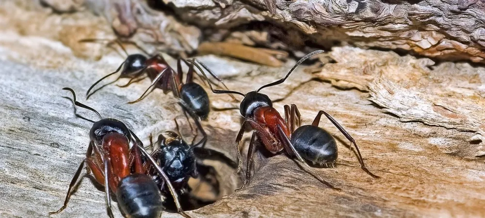 carpenter-ants-on-wood