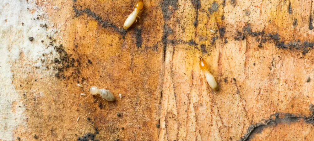 termites-crawling-on-wood